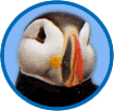 puffin